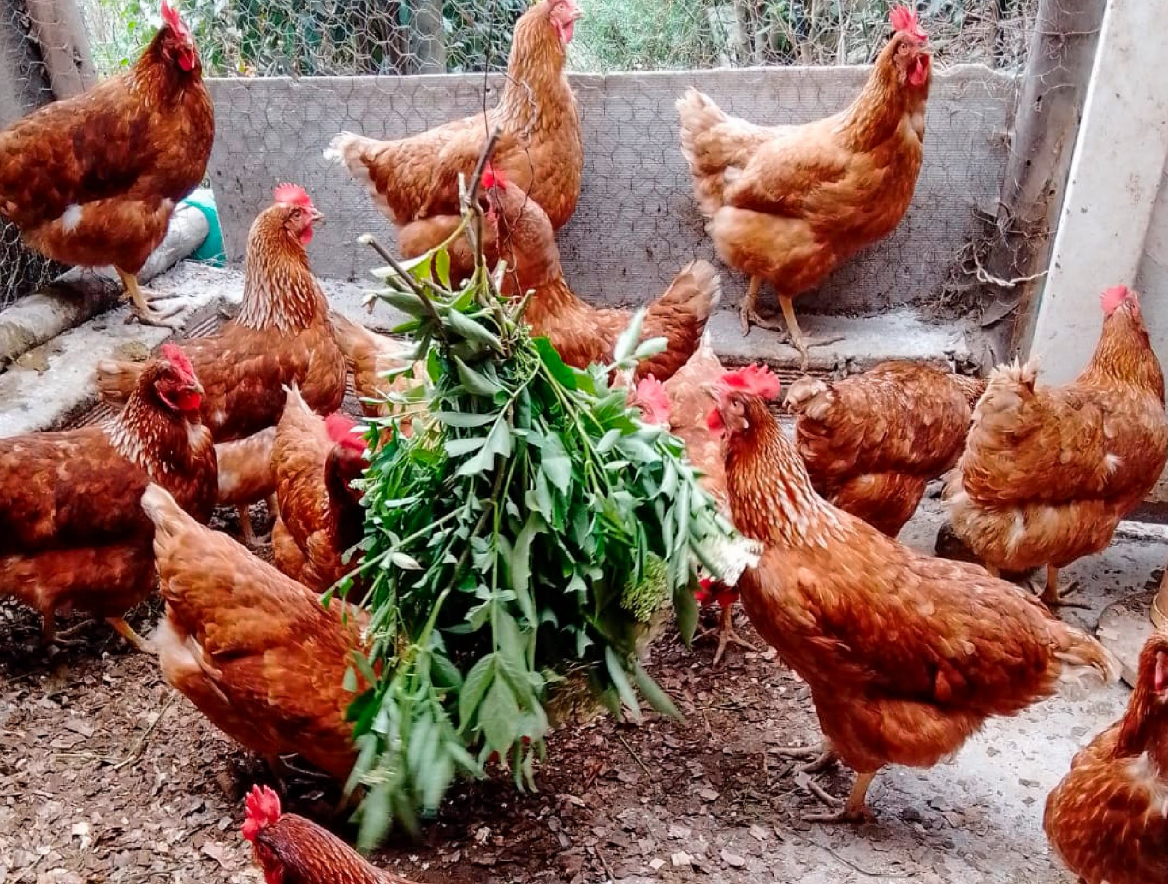 |Chía| abre convocatoria para proyecto de |gallinas ponedoras| 2026 dirigido a familias rurales