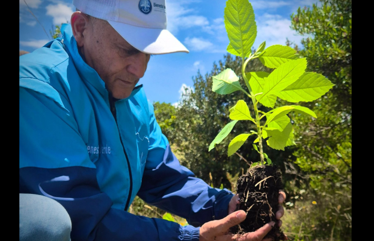|Cundinamarca| fortalece la agroecología con formación y |siembra de árboles| en |Sibaté|