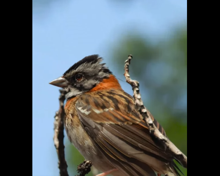 |Chía| se prepara para participar en el |Global Big Day| con jornada de |avistamiento de aves| + Video