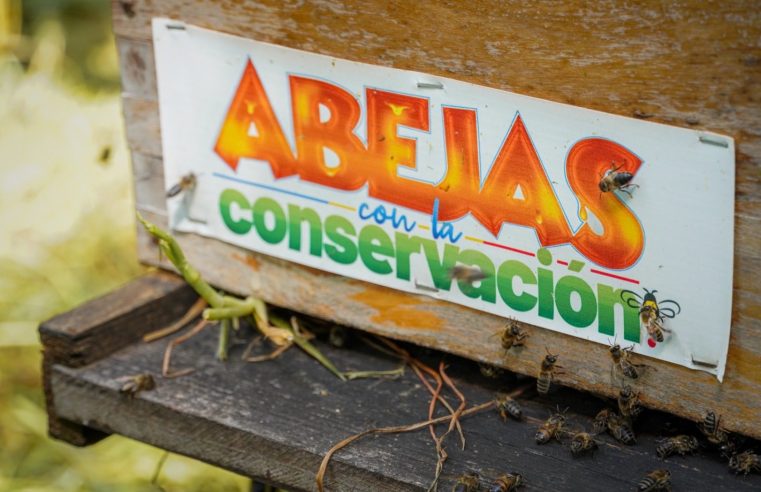 |Cundinamarca| impulsa la conservación ambiental con la repoblación de 10 millones de |abejas|