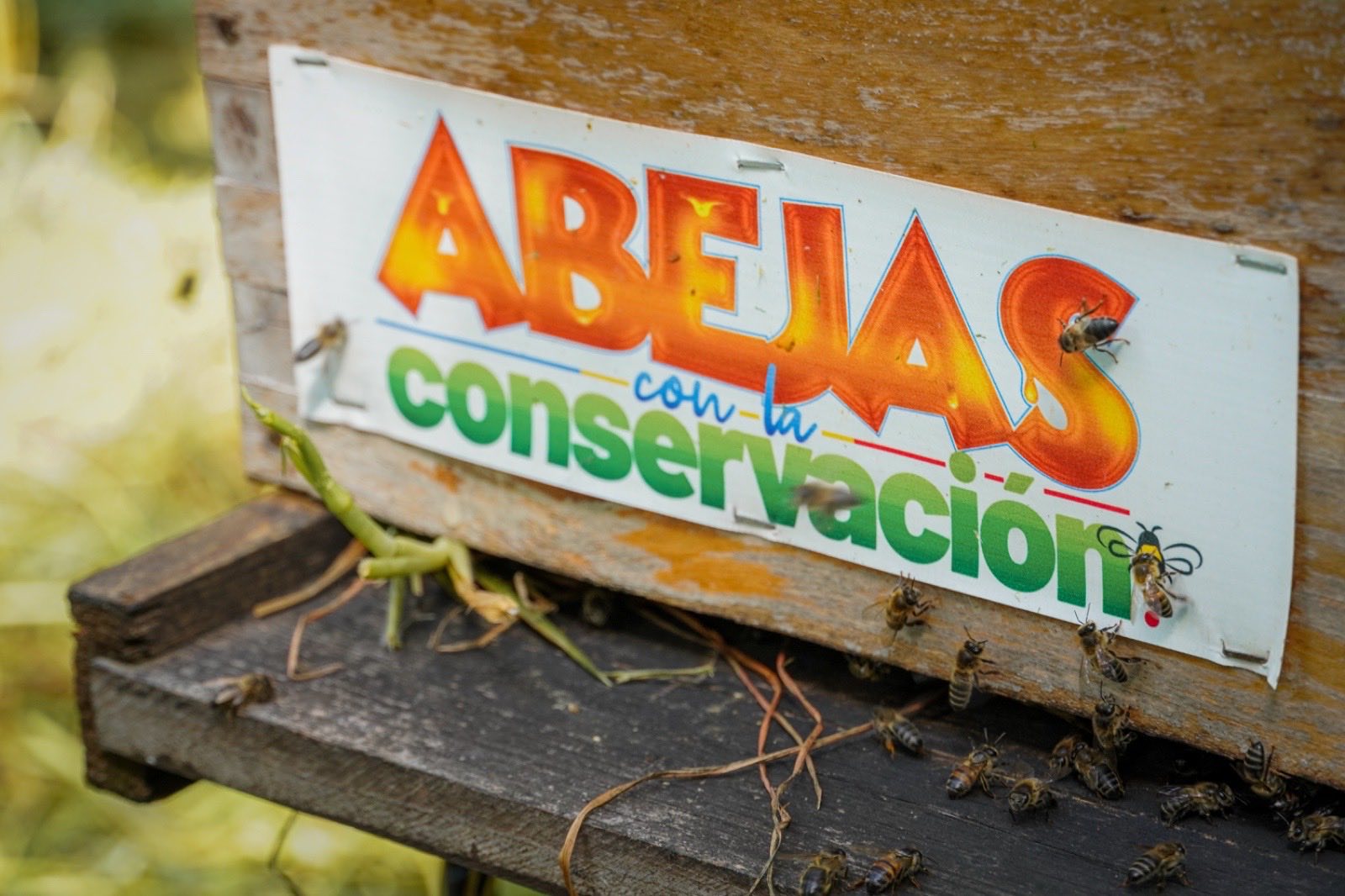 |Cundinamarca| impulsa la conservación ambiental con la repoblación de 10 millones de |abejas|