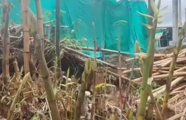 Autoridades decomisan más de 500 piezas de |madera| por |tala ilegal| en |Fusagasugá| + Video