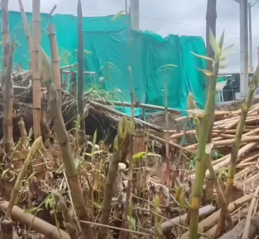 Autoridades decomisan más de 500 piezas de |madera| por |tala ilegal| en |Fusagasugá| + Video