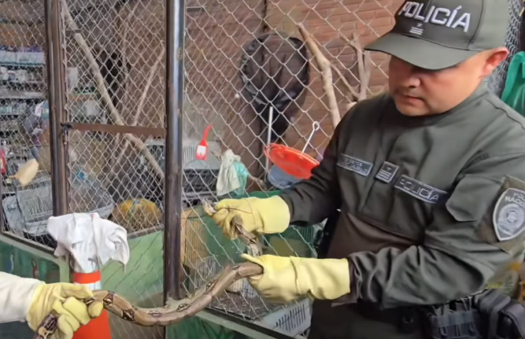 Hallazgo de boa en vivienda de Boyacá genera alerta ambiental + Video