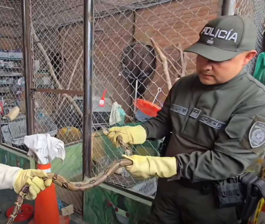 Hallazgo de boa en vivienda de Boyacá genera alerta ambiental + Video
