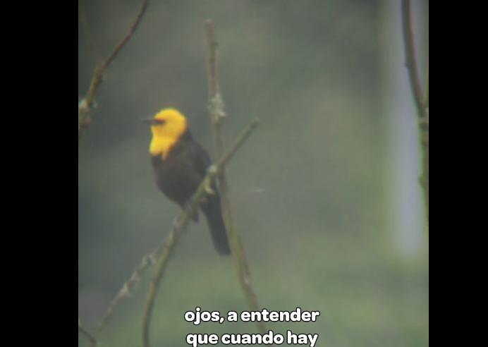 |Alexander Oliveros| promueve el amor por la naturaleza a través de la |observación de aves| + Video