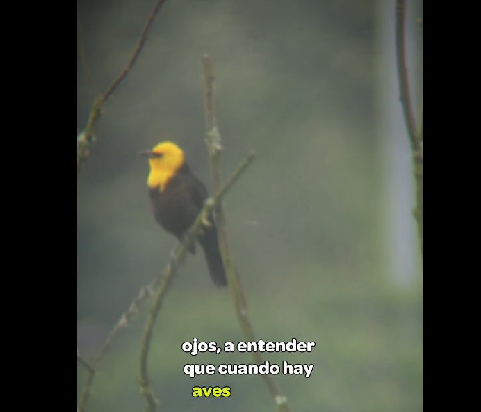 |Alexander Oliveros| promueve el amor por la naturaleza a través de la |observación de aves| + Video