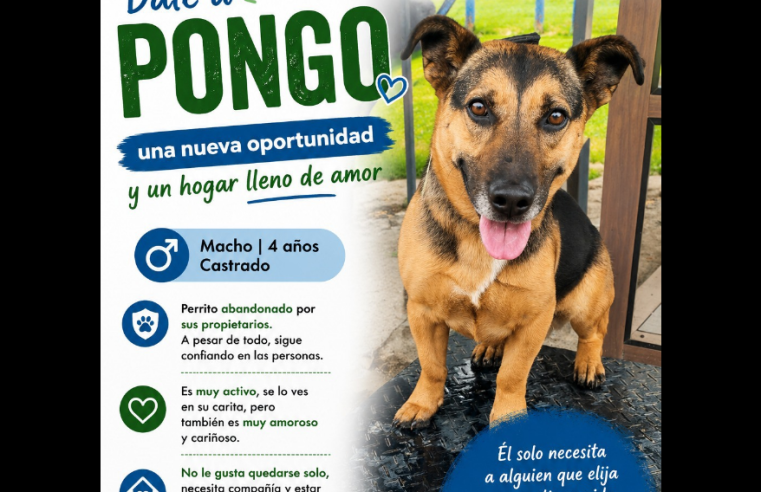 Invitan a la comunidad del municipio de |Tabio| a brindar una |segunda oportunidad| a animales en |adopción|