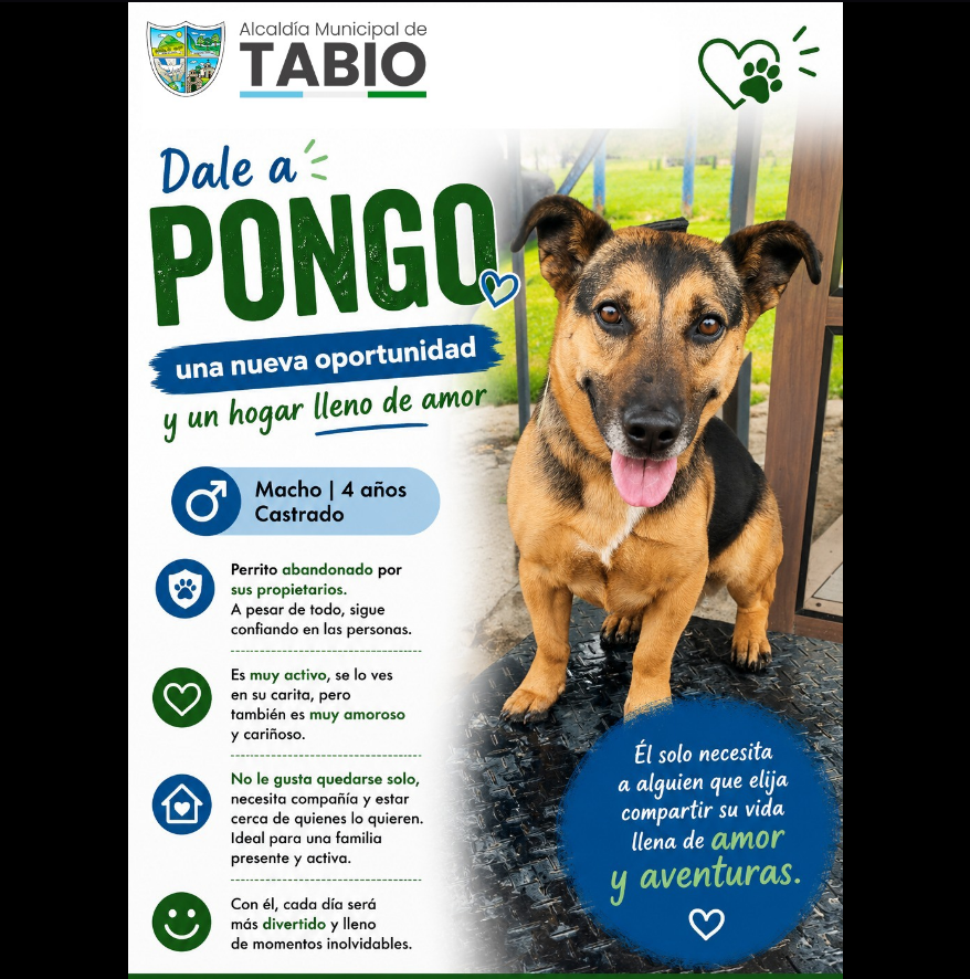Invitan a la comunidad del municipio de |Tabio| a brindar una |segunda oportunidad| a animales en |adopción|