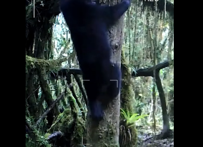 Cámaras trampa fortalecen el monitoreo y protección de la |fauna silvestre| + Video