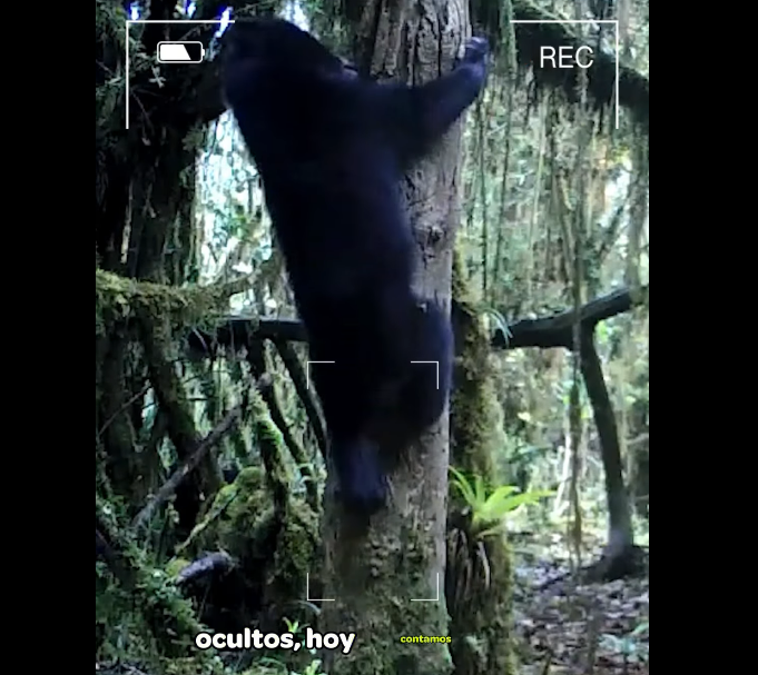 Cámaras trampa fortalecen el monitoreo y protección de la |fauna silvestre| + Video