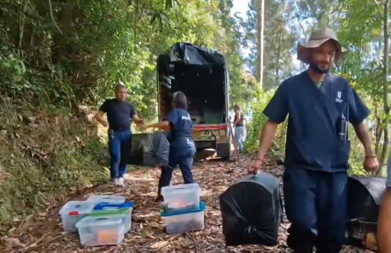 Más de 100 |animales silvestres| fueron liberados en ecosistemas estratégicos + Video