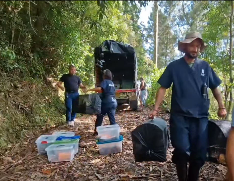 Más de 100 |animales silvestres| fueron liberados en ecosistemas estratégicos + Video