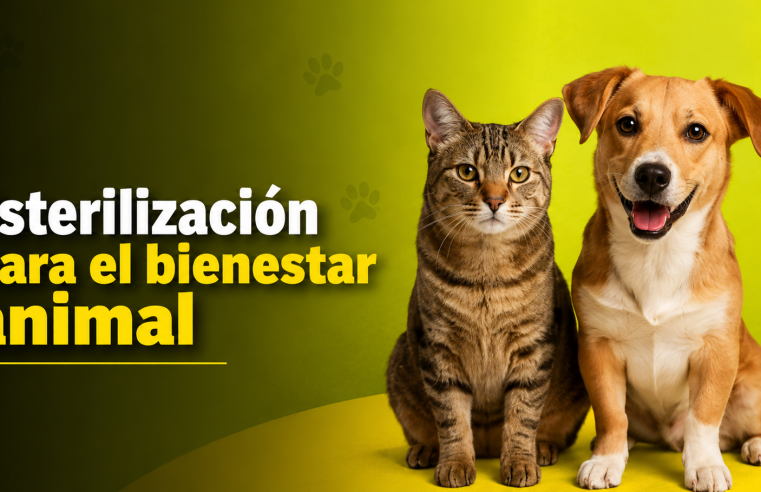 🐶🐱 Jornada de esterilización busca promover el bienestar animal y la tenencia responsable, ¿quiénes pueden participar?