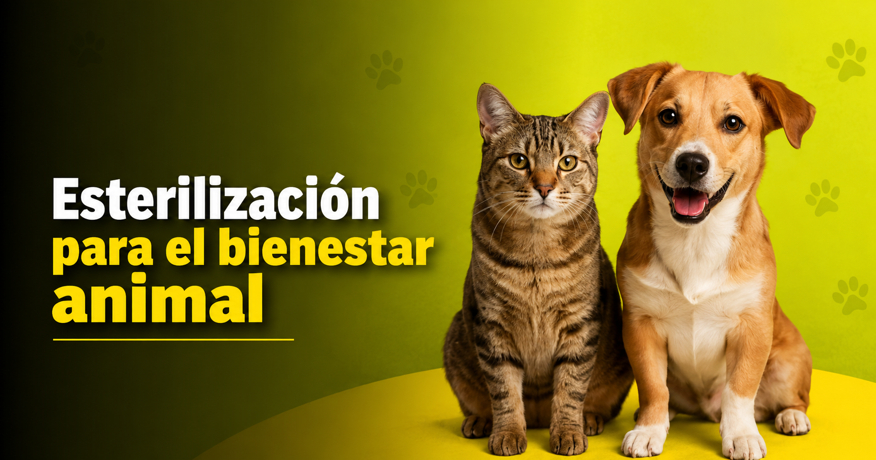 🐶🐱 Jornada de esterilización busca promover el bienestar animal y la tenencia responsable, ¿quiénes pueden participar?