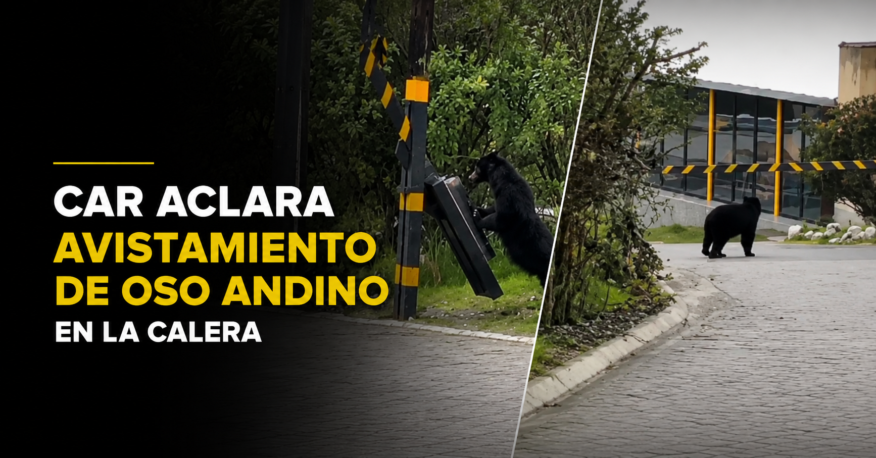 |CAR| aclara avistamiento de |oso andino| en |La Calera| y hace llamado a informar con responsabilidad + Video