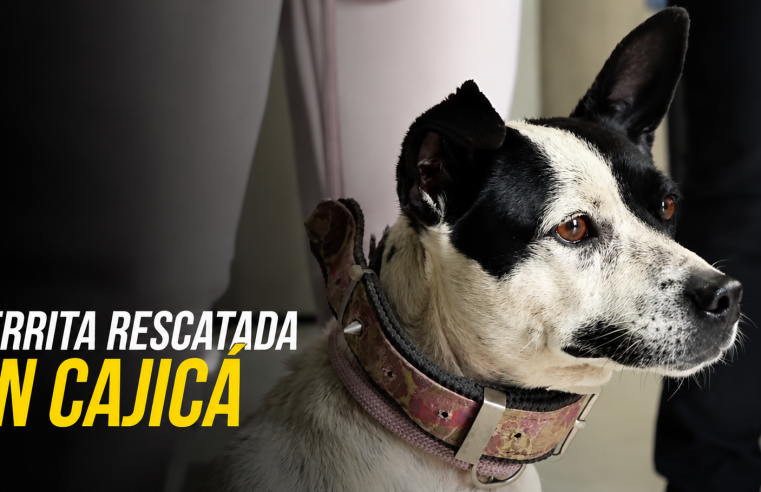 Rescatan a una perrita presuntamente abandonada en |Cajicá|, ¿qué avances tiene el caso? + Video