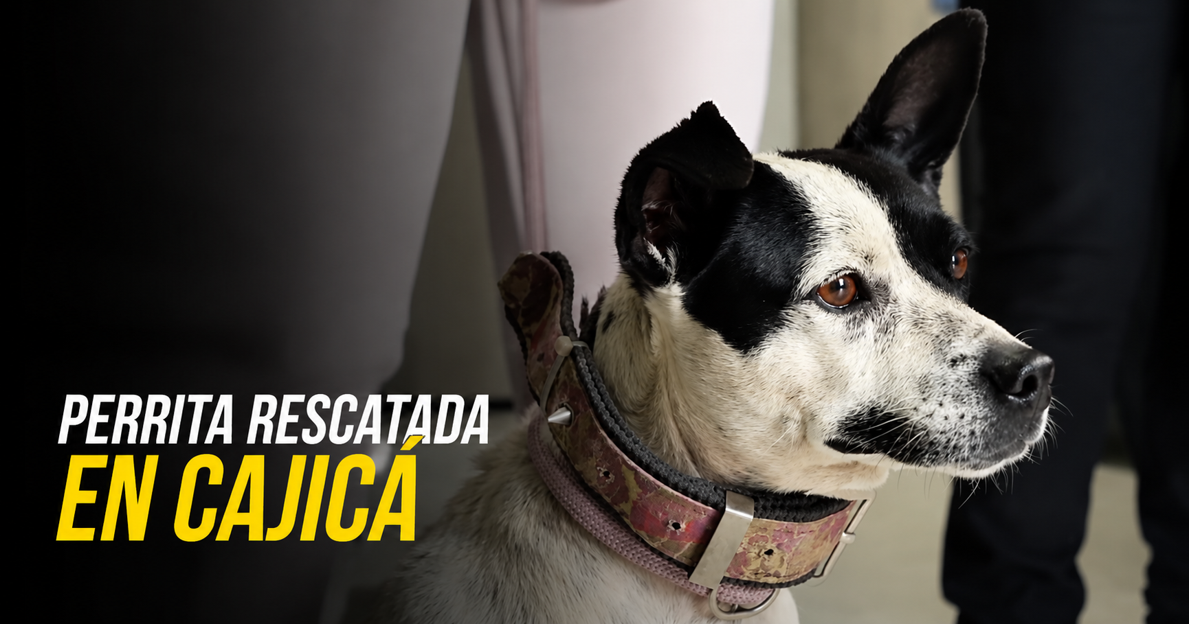 Rescatan a una perrita presuntamente abandonada en |Cajicá|, ¿qué avances tiene el caso? + Video