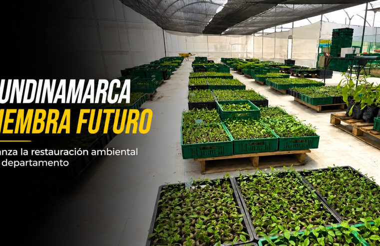 🌳🌎 |Cundinamarca| alcanza el árbol un millón, ¿cómo avanza la |restauración ambiental| del departamento?