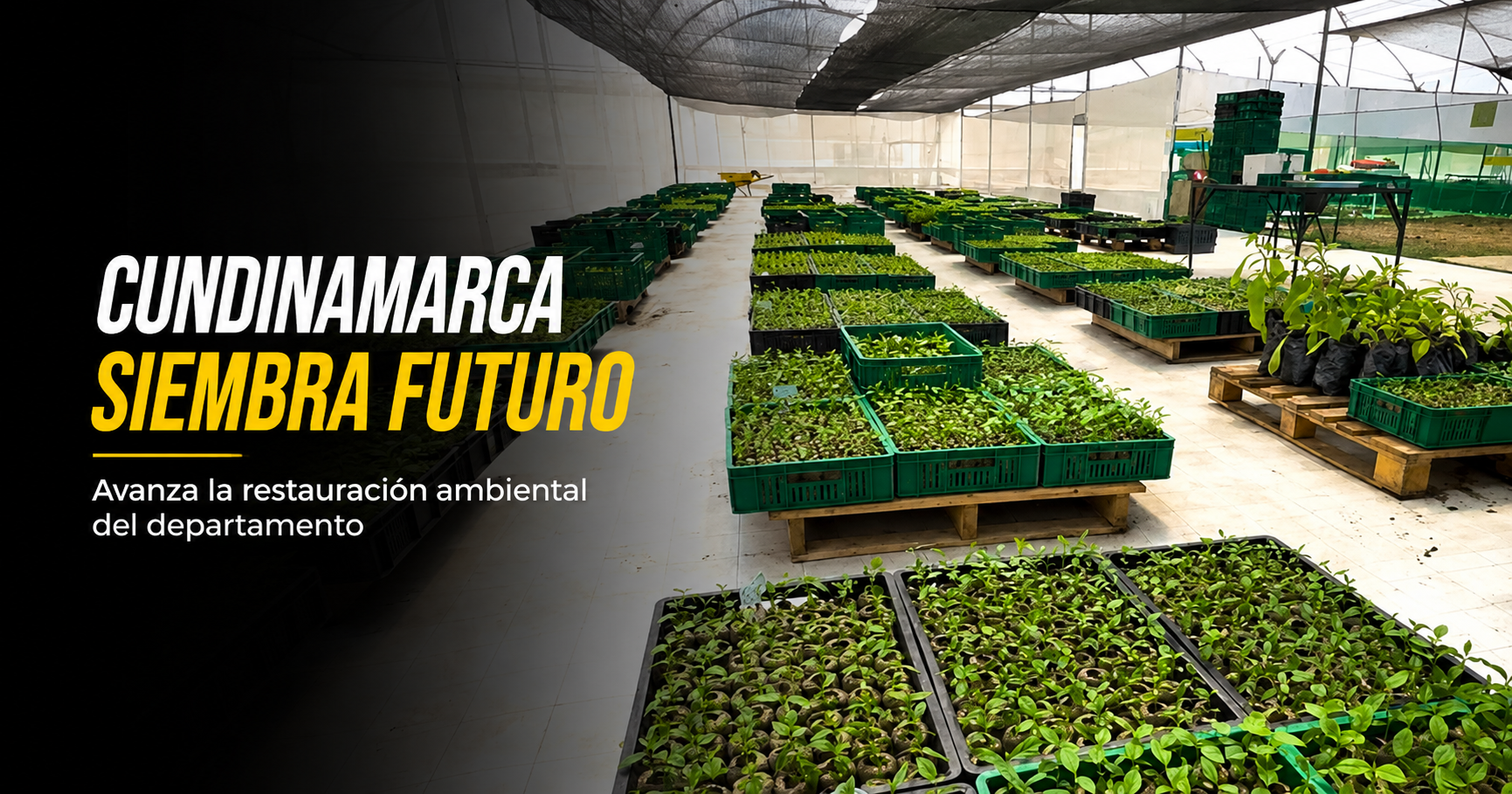🌳🌎 |Cundinamarca| alcanza el árbol un millón, ¿cómo avanza la |restauración ambiental| del departamento?
