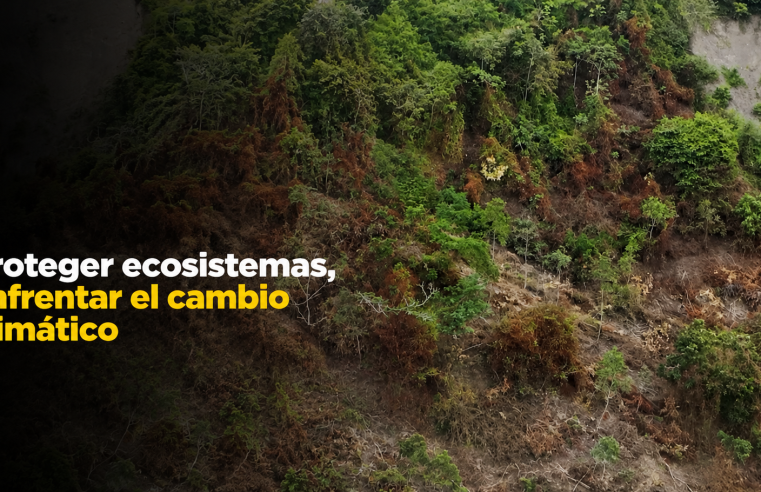 🌎🌱 Proteger los |ecosistemas| es una prioridad, ¿cómo enfrentar los efectos del |cambio climático|? + Video