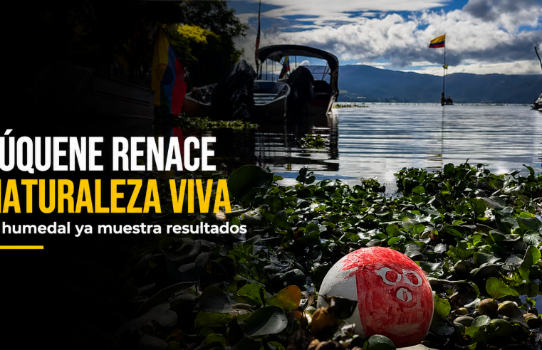 🦆🌿 ¿La naturaleza renace en |Fúquene|? La recuperación del humedal ya muestra resultados + Video