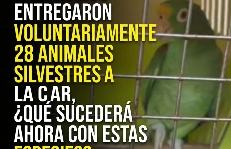 🐢🦜 Ciudadanos entregaron voluntariamente 28 animales silvestres a la CAR, ¿qué sucederá ahora con estas especies?