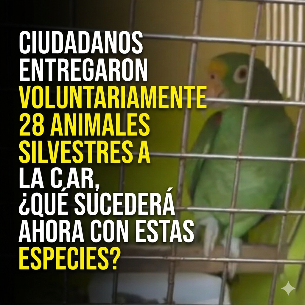🐢🦜 Ciudadanos entregaron voluntariamente 28 animales silvestres a la CAR, ¿qué sucederá ahora con estas especies?