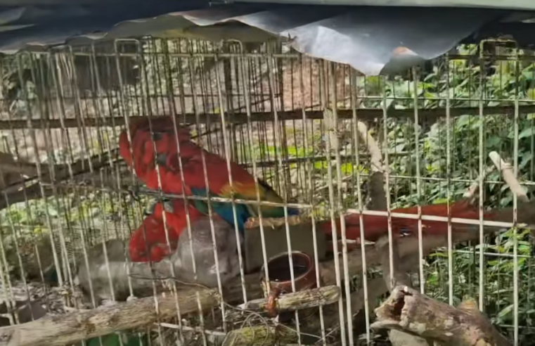 Rescatan nueve |animales silvestres| víctimas de |cautiverio| y maltrato en la provincia de |Gualivá| + Video