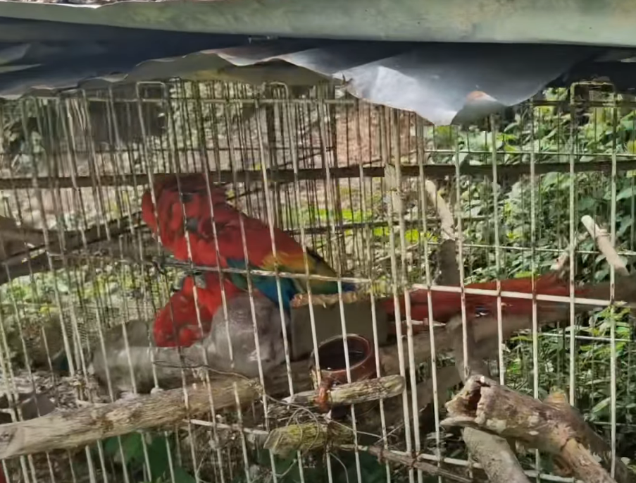 Rescatan nueve |animales silvestres| víctimas de |cautiverio| y maltrato en la provincia de |Gualivá| + Video