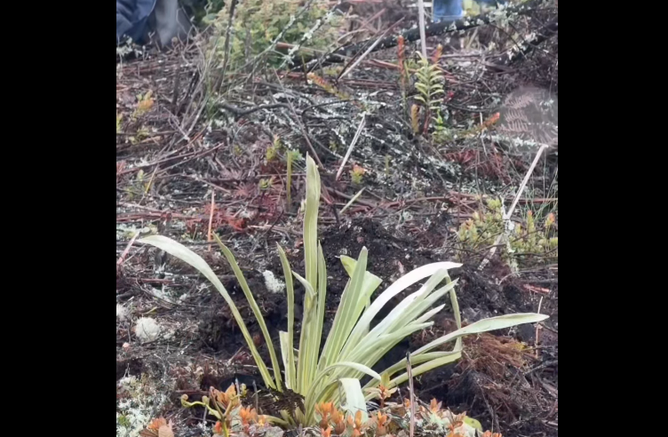 Siembra de 17 |frailejones| fortalece la |conservación ambiental| en la |Serranía de Juaica| + Video