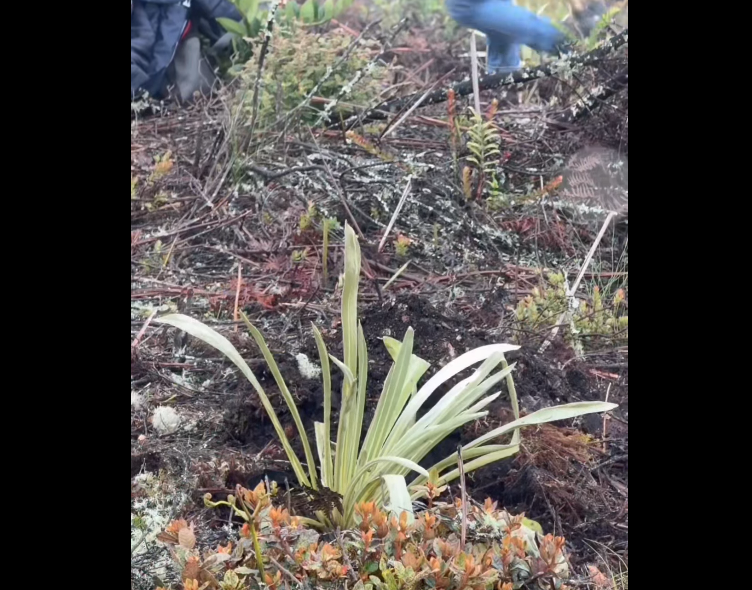 Siembra de 17 |frailejones| fortalece la |conservación ambiental| en la |Serranía de Juaica| + Video