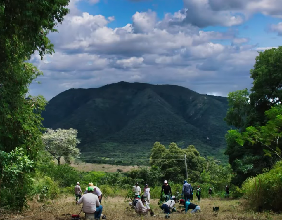 Más de 1,8 millones de árboles fortalecen la |seguridad hídrica| y la restauración ambiental en la región |CAR| + Video