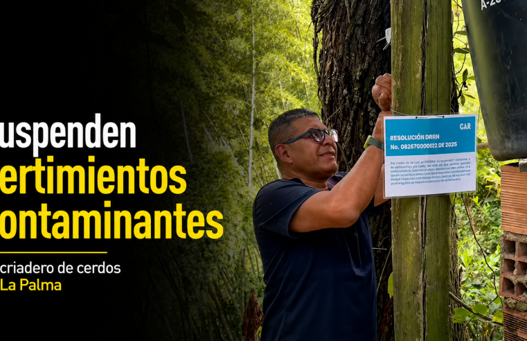 🚨 Suspenden vertimientos contaminantes en criadero de cerdos en |La Palma|, ¿qué afectaciones se estaban generando? + Video