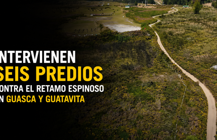 🌿 Intervienen seis predios para controlar el retamo espinoso en |Guasca| y |Guatavita| + Video