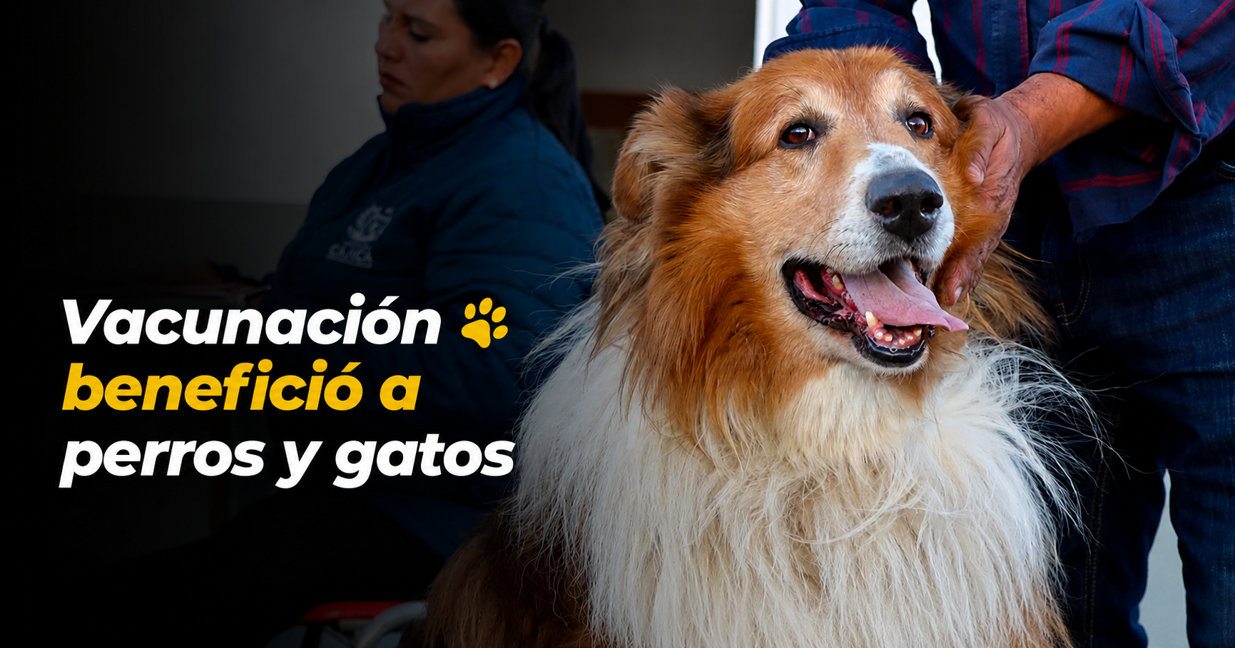 🐾 Jornada de vacunación benefició a perros y gatos en el sector El Misterio