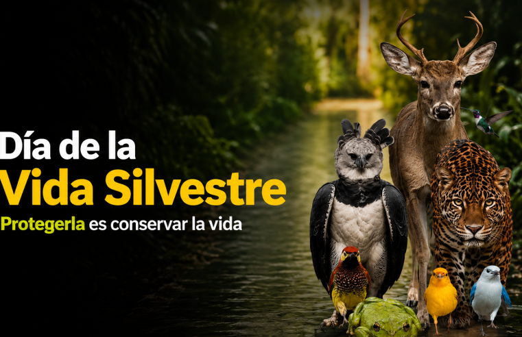 ? |Cundinamarca| conmemora el |Día de la Vida Silvestre|, ¿por qué es importante protegerla?