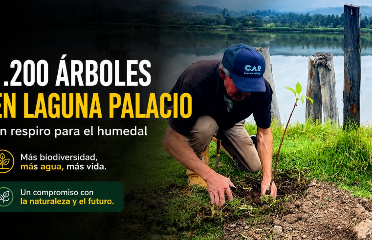 🌳 Sembraron 1.200 árboles en la |Laguna Palacio|, ¿cómo ayudará al humedal?