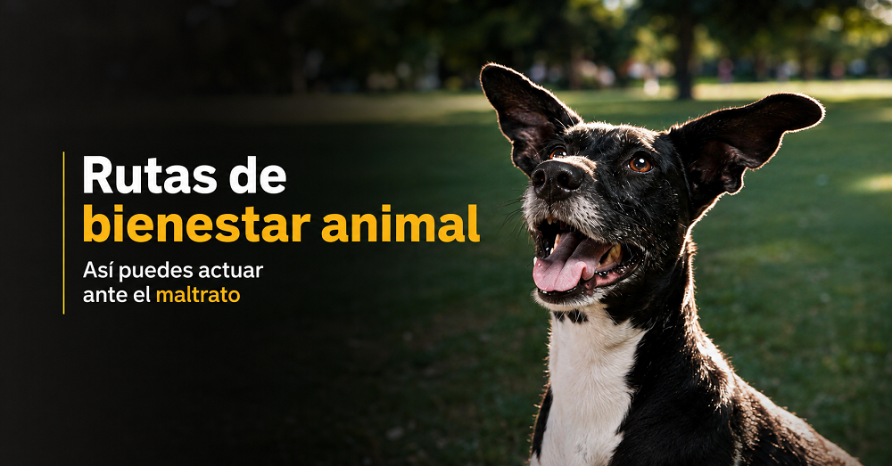 |Cajicá| fortalece las rutas de |bienestar animal| 🐾 ¿Sabe cómo actuar ante un caso de maltrato?