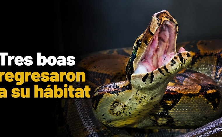 🐍 Tres |boas| regresaron a su hábitat + Video