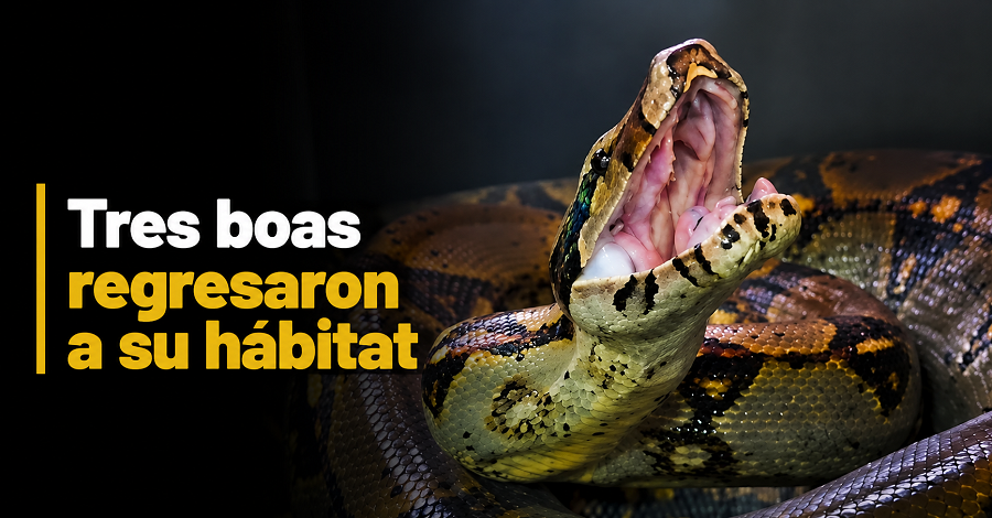 🐍 Tres |boas| regresaron a su hábitat + Video