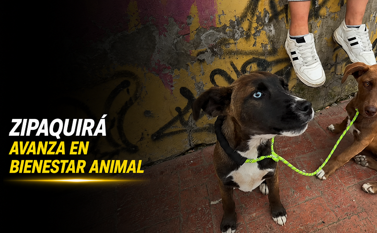 🐾 |Zipaquirá| avanza en |bienestar animal| + Video