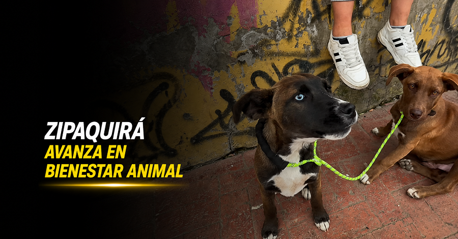 🐾 |Zipaquirá| avanza en |bienestar animal| + Video