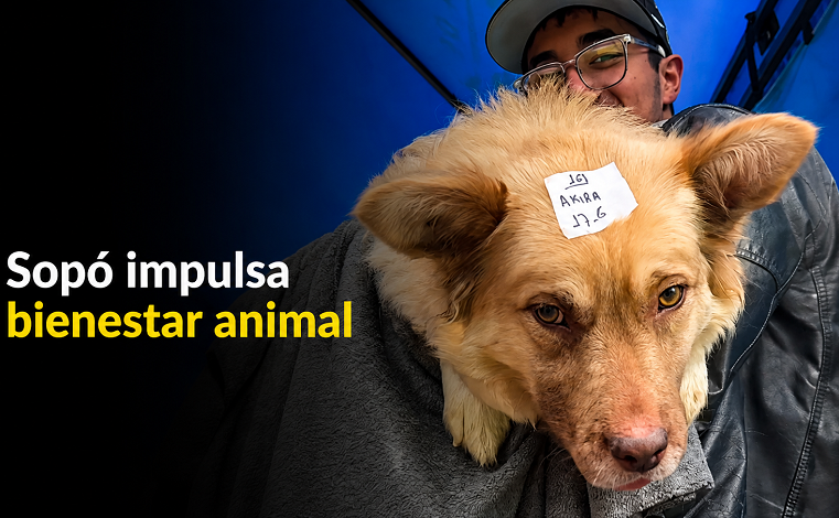 🐾 |Sopó| fortalece el |bienestar animal| con jornada gratuita, ¿cuántas mascotas fueron beneficiadas? + Video