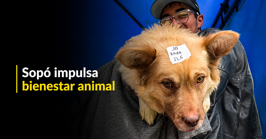 🐾 |Sopó| fortalece el |bienestar animal| con jornada gratuita, ¿cuántas mascotas fueron beneficiadas? + Video