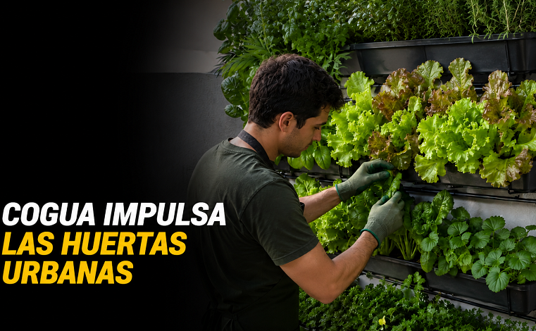 🌱 |Cogua| impulsa las |huertas urbanas|, ¿se animará a sembrar en casa?