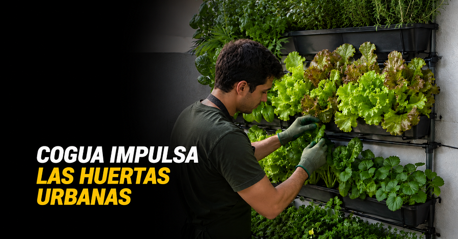 🌱 |Cogua| impulsa las |huertas urbanas|, ¿se animará a sembrar en casa?