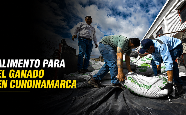 🐄 |Cundinamarca| impulsó reservas de alimento para el ganado, ¿qué municipios se beneficiaron?