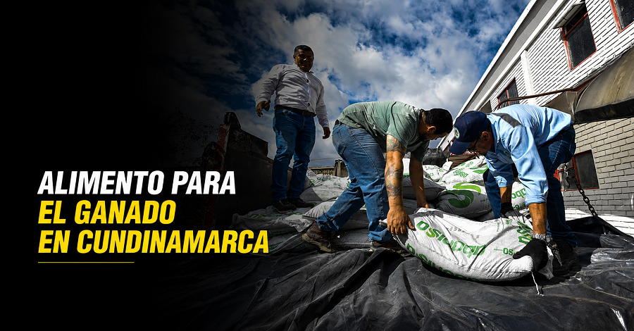 🐄 |Cundinamarca| impulsó reservas de alimento para el ganado, ¿qué municipios se beneficiaron?