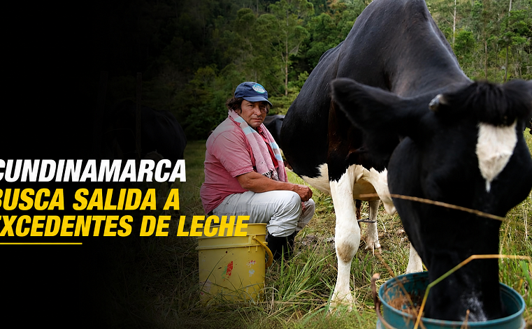 🥛 |Cundinamarca| busca darle salida a los excedentes de leche, ¿cómo funcionará Agromaquila?